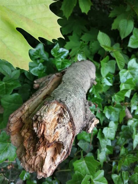 Close up branch by MothyBall on DeviantArt