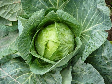 ALTERNATIVA ECOLÓGICA: CULTIVO DE COL