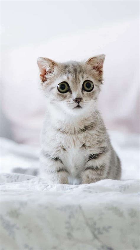 Cutest Animals In The Universe