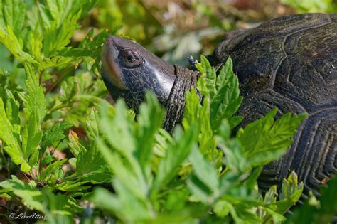 Long Island Wildlife Photography | It's so nice to see them emerge from hibernation & digging ...