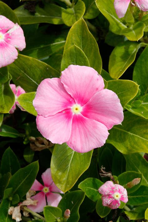 Cora Cascade Shell Pink Vinca (Catharanthus roseus 'Cora Cascade Shell ...