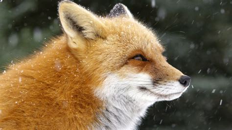 Z Foxes