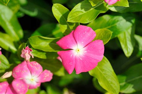 Pacifica XP Rose Halo Vinca (Catharanthus roseus 'Pacifica XP Rose Halo ...