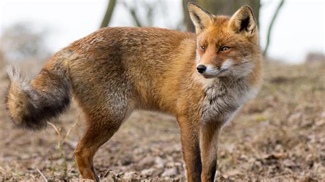 Fox becomes Durham County's 1st rabies case of the year - ABC11 Raleigh ...