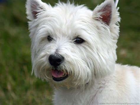 Cuál Es La Raza Del West Highland White Terrier