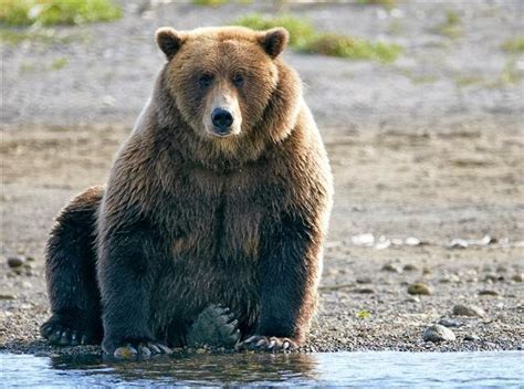 Bears at Hallo Bay: Bear Facts