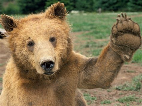 Bears wallpaper | 1600x1200 | #40453