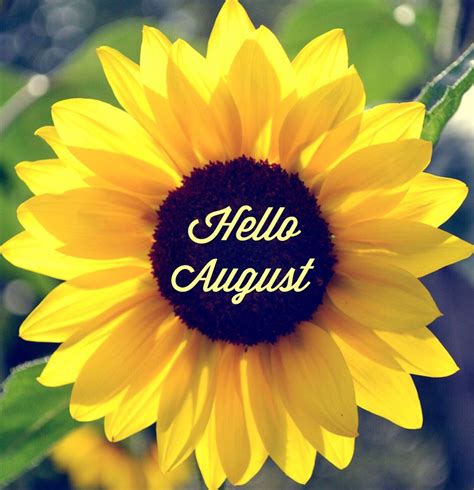 Big Sunflower - Hello August Quote Pictures, Photos, and Images for ...