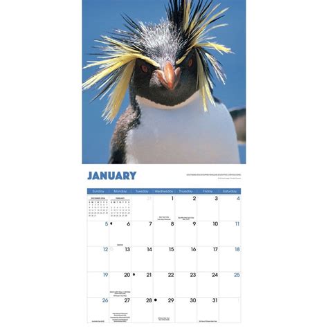 Penguins 2025 Wall Calendar - Calendars.com