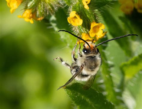 Apidae | Washington State Department of Agriculture