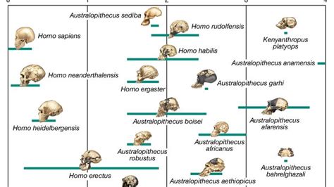 Homo sapiens | Meaning, Characteristics, & First Appearance | Britannica