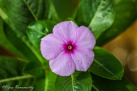 Catharanthus roseus | Nithya Kalyani Flower (Catharanthus ro… | Flickr