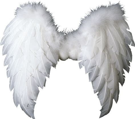 White Wings PNG Image - PurePNG | Free transparent CC0 PNG Image Library